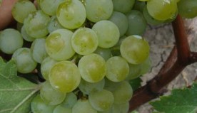 Цитронный Магарача